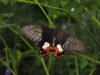Common Mormon - Papilio Polytes